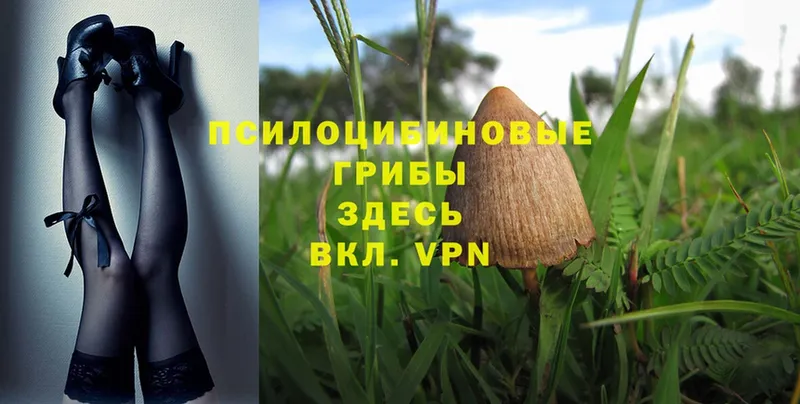 MEGA ссылки  Весьегонск  Псилоцибиновые грибы Psilocybe 